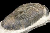 Large, Parahomalonotus Trilobite - Foum Zguid, Morocco #124901-5